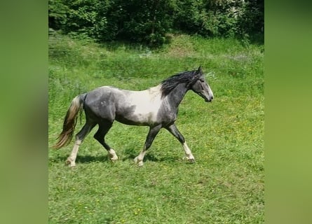 Baroque Pinto, Stallion, 3 years, 16 hh, Tobiano-all-colors