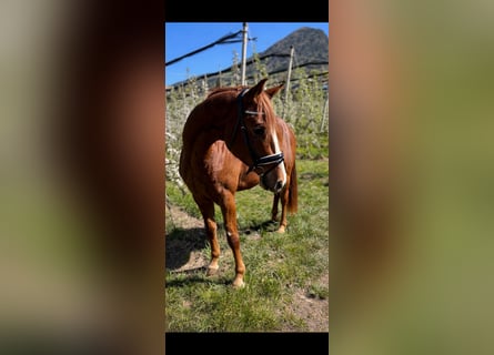 Bavarese, Castrone, 4 Anni, 164 cm, Sauro