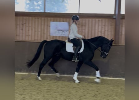 Bavarese, Castrone, 5 Anni, 168 cm, Morello