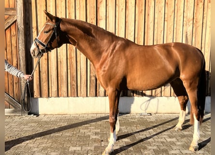 Bavarese, Castrone, 5 Anni, 168 cm, Sauro