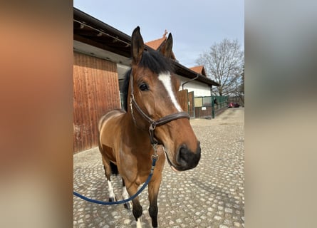 Bavarese, Castrone, 6 Anni, 170 cm, Baio chiaro