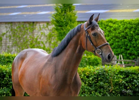 Bavarese, Castrone, 7 Anni, 164 cm, Baio