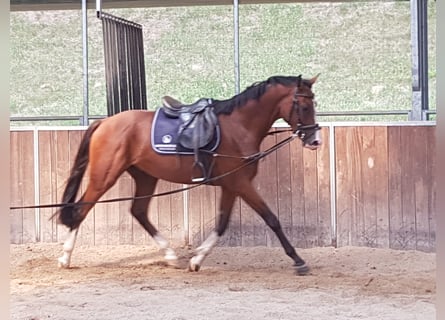 Bavarese, Castrone, 7 Anni, 171 cm, Baio