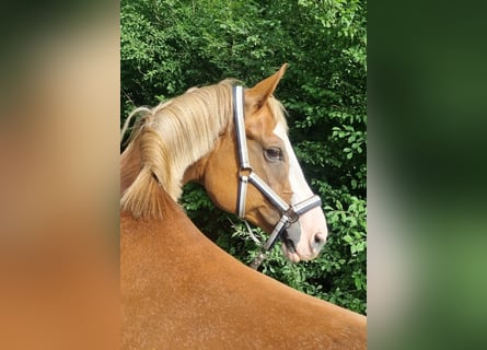Bavarese, Giumenta, 12 Anni, 170 cm, Sauro scuro