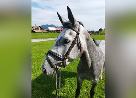 Bavarese, Giumenta, 5 Anni, 164 cm, Grigio