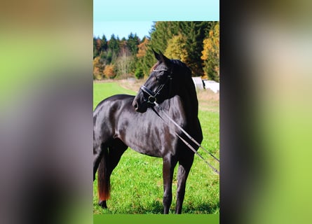 Bavarese, Giumenta, 5 Anni, 167 cm, Morello