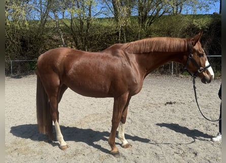 Bavarese, Giumenta, 9 Anni, 162 cm, Sauro