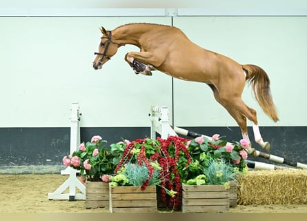 Bavarese, Stallone, 2 Anni, 164 cm, Sauro