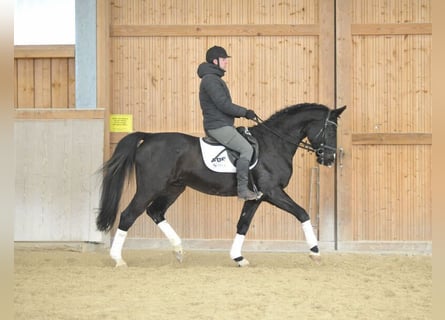 Bavarian Warmblood, Gelding, 10 years, 16,2 hh, Black