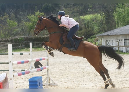 Bavarian Warmblood, Gelding, 10 years, 16 hh, Brown