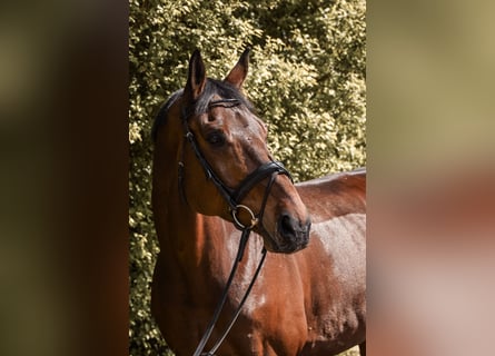Bavarian Warmblood, Gelding, 12 years, 16,2 hh, Brown