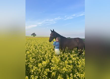 Bavarian Warmblood, Gelding, 12 years, 16,2 hh, Brown