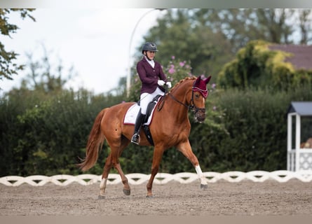 Bavarian Warmblood, Gelding, 12 years, 16,2 hh, Chestnut-Red