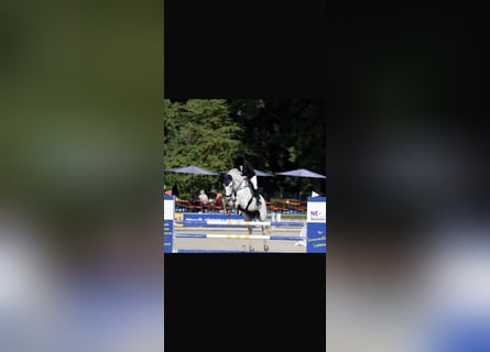 Bavarian Warmblood, Gelding, 13 years, 16.1 hh, Grey