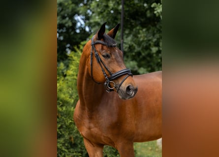 Bavarian Warmblood, Gelding, 15 years, 16.2 hh, Bay-Dark