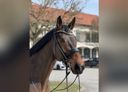 Bavarian Warmblood, Gelding, 15 years, 16,2 hh, Brown
