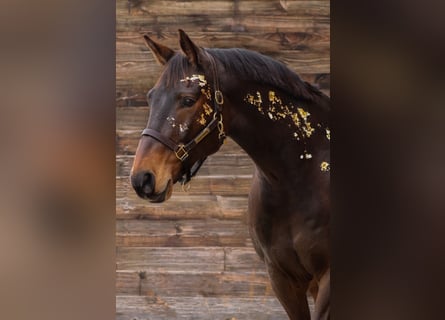 Bavarian Warmblood, Gelding, 17 years, 16,3 hh, Bay-Dark