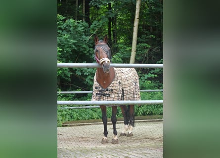 Bavarian Warmblood, Gelding, 23 years, 16 hh, Brown