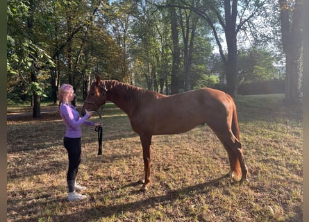 Bavarian Warmblood, Gelding, 3 years, 16 hh, Chestnut-Red