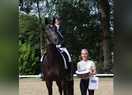 Bavarian Warmblood, Gelding, 4 years, 17 hh, Black