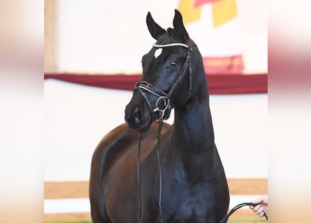 Bavarian Warmblood, Gelding, 5 years, 16,3 hh, Black