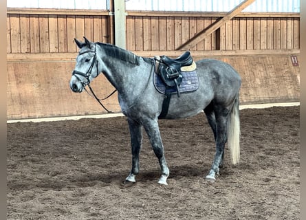 Bavarian Warmblood, Gelding, 5 years, 16.3 hh, Grey-Dapple