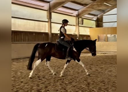 Bavarian Warmblood, Gelding, 6 years, 15.1 hh, Pinto