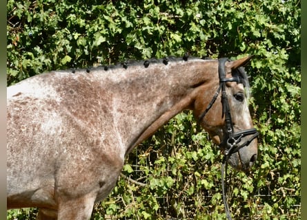 Bavarian Warmblood, Gelding, 7 years, 15.3 hh, Roan-Blue