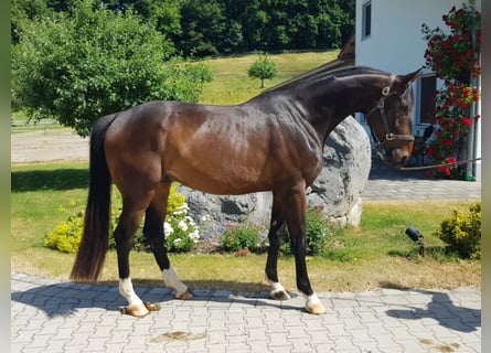 Bayerisches Warmblut, Wallach, 7 Jahre, 16,3 hh, Dunkelbrauner