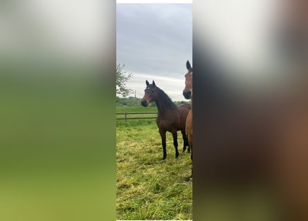 Bavarian Warmblood, Mare, 10 years, 16 hh, Brown