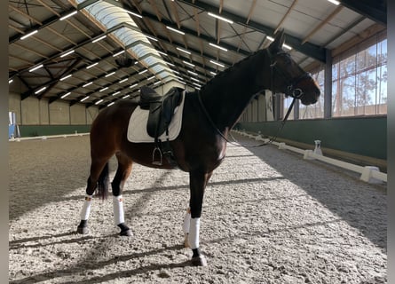 Bavarian Warmblood, Mare, 12 years, 16.2 hh, Bay-Dark