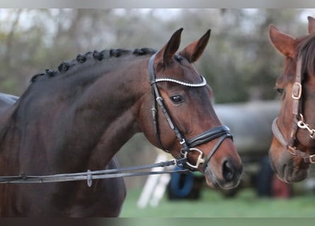 Bavarian Warmblood, Mare, 12 years, 16,2 hh, Bay-Dark