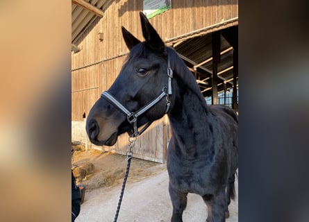 Bavarian Warmblood, Mare, 12 years, 16,3 hh, Smoky-Black