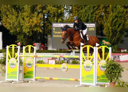 Bavarian Warmblood, Mare, 12 years, 17.1 hh, Brown