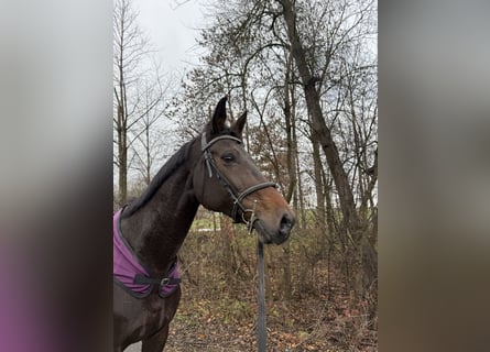 Bavarian Warmblood, Mare, 13 years, 16,2 hh, Black