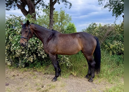 Bavarian Warmblood, Mare, 15 years, 16.2 hh, Bay-Dark