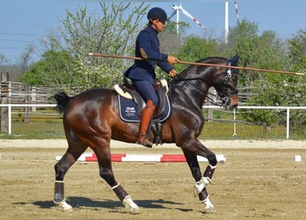 Bavarian Warmblood, Mare, 15 years, 16,2 hh, Brown