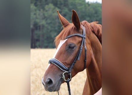 Bavarian Warmblood, Mare, 15 years, 16 hh, Chestnut-Red