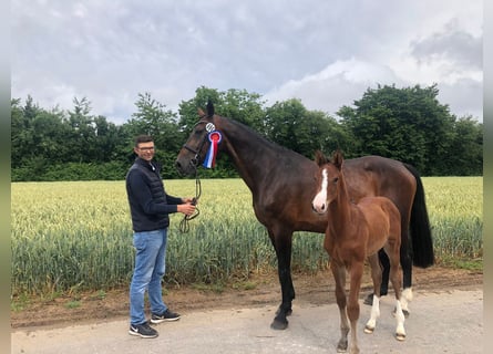 Bavarian Warmblood, Mare, 16 years, 17 hh, Brown