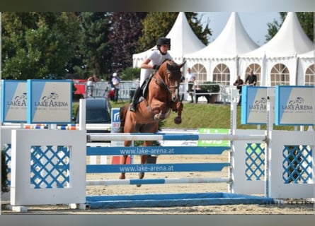 Bavarian Warmblood, Mare, 16 years, Chestnut-Red