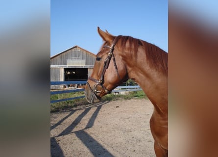 Bavarian Warmblood, Mare, 17 years, 16.1 hh, Chestnut-Red