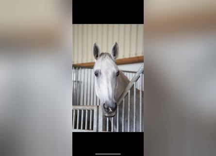 Bavarian Warmblood, Mare, 17 years, 16,2 hh, Gray