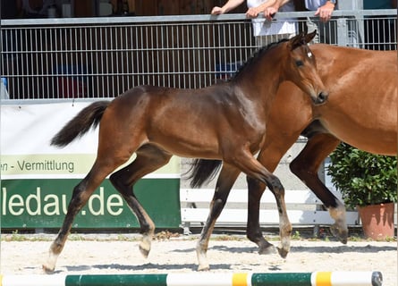 Bavarian Warmblood, Mare, 2 years