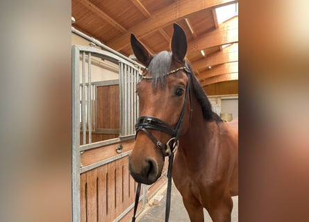 Bayerisches Warmblut, Stute, 3 Jahre, 16 hh, Brauner