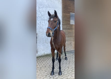 Bavarian Warmblood, Mare, 4 years, 15.3 hh, Brown