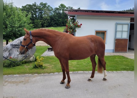 Bavarian Warmblood, Mare, 4 years, 16,1 hh, Chestnut