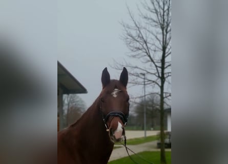 Bavarian Warmblood, Mare, 5 years, 16,1 hh, Chestnut