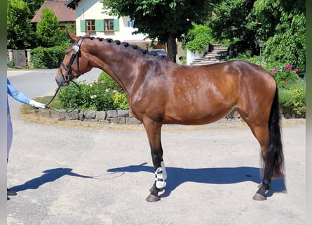 Bavarian Warmblood, Mare, 5 years, 16.2 hh, Brown