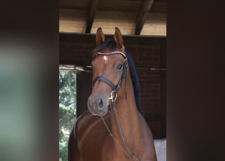 Bavarian Warmblood, Mare, 5 years, 16,2 hh