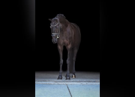 Bavarian Warmblood, Mare, 5 years, 16 hh, Black